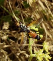 Cylindromyia brassicaria