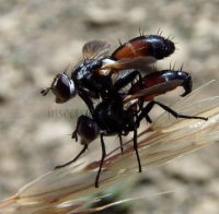 Cylindromyia intermedia -2