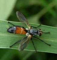 Cylindromyia rufifrons-2