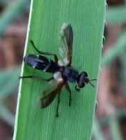 Cylindromyia rufipes -1