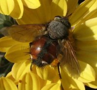 Echinomyia fera-1