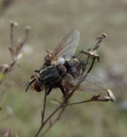 Exorista larvarum