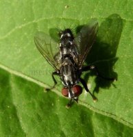 Exorista rustica -2