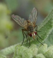 Fischeria bicolor-3