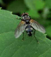 Gastrolepta anthracina -1