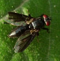 Loewia foeda-2