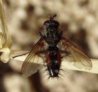 Mintho rufiventris-3
