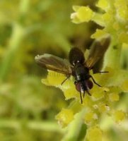 Phania  incrassata