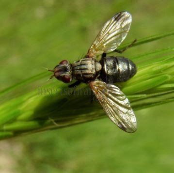 Dorycera sp-2