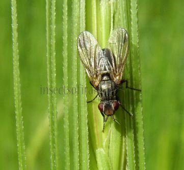 Dorycera sp-7