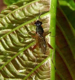 Neriidae