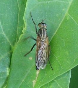 Therevidae