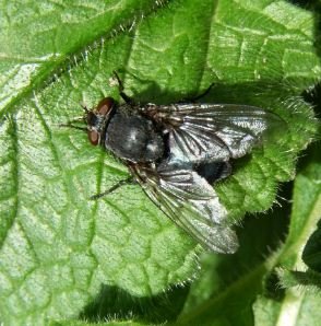 Calliphoridae
