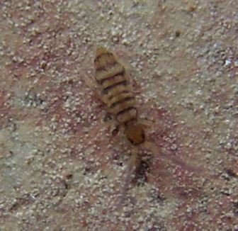 Entomobrya nivalis-4