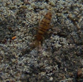 Entomobrya nivalis-5