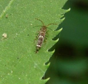 Entomobrya unostrigata -1