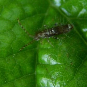 Entomobrya unostrigata -4