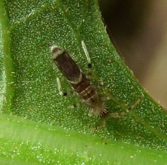 Entomobrya unostrigata -5