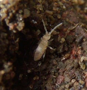 Entomobrya unostrigata-