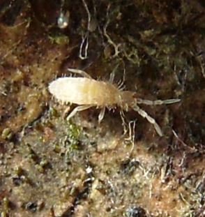 Entomobrya unostrigata-