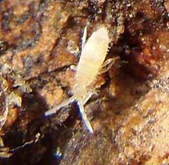 Entomobrya unostrigata-