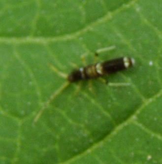 Orchesella sp-2