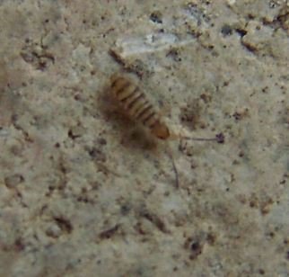 Entomobrya nivalis-1