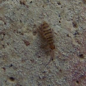 Entomobrya nivalis-2