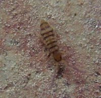 Entomobrya nivalis-4