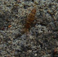 Entomobrya nivalis-5