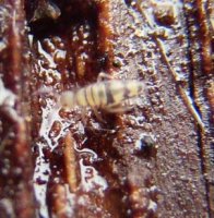 Entomobrya sp