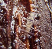 Entomobrya sp-2