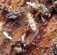 Entomobrya sp-5