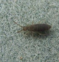 Entomobrya sp-