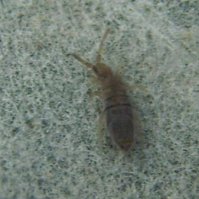 Entomobrya sp-