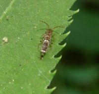 Entomobrya unostrigata -1