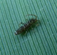 Entomobrya unostrigata -2