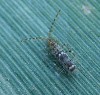 Entomobrya unostrigata -3