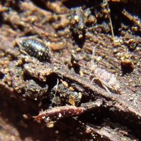 Entomobrya atrocincta-1