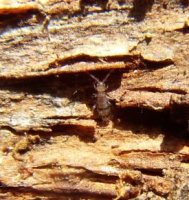 Entomobrya atrocincta-3