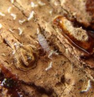 Entomobrya atrocincta-4
