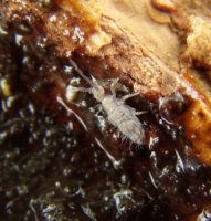 Entomobrya atrocincta-6
