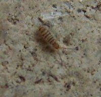 Entomobrya nivalis-1