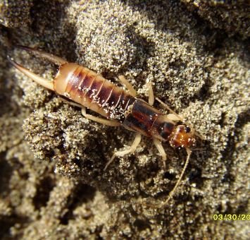 Labidura riparia- 