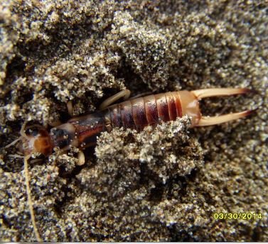 Labidura riparia- 