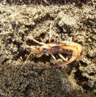 Labidura riparia- 