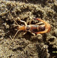 Labidura riparia- 