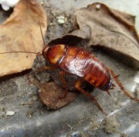 Periplaneta americana-2