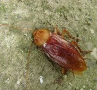 Periplaneta brunnea