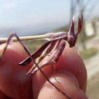 Empusa pennata-6
